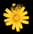 Bee Course (Europe)
